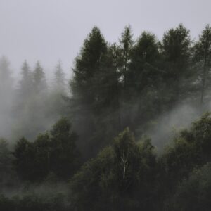 Foggy pine forest landscape with mist covering evergreen trees - aesthetic 4K nature wallpaper