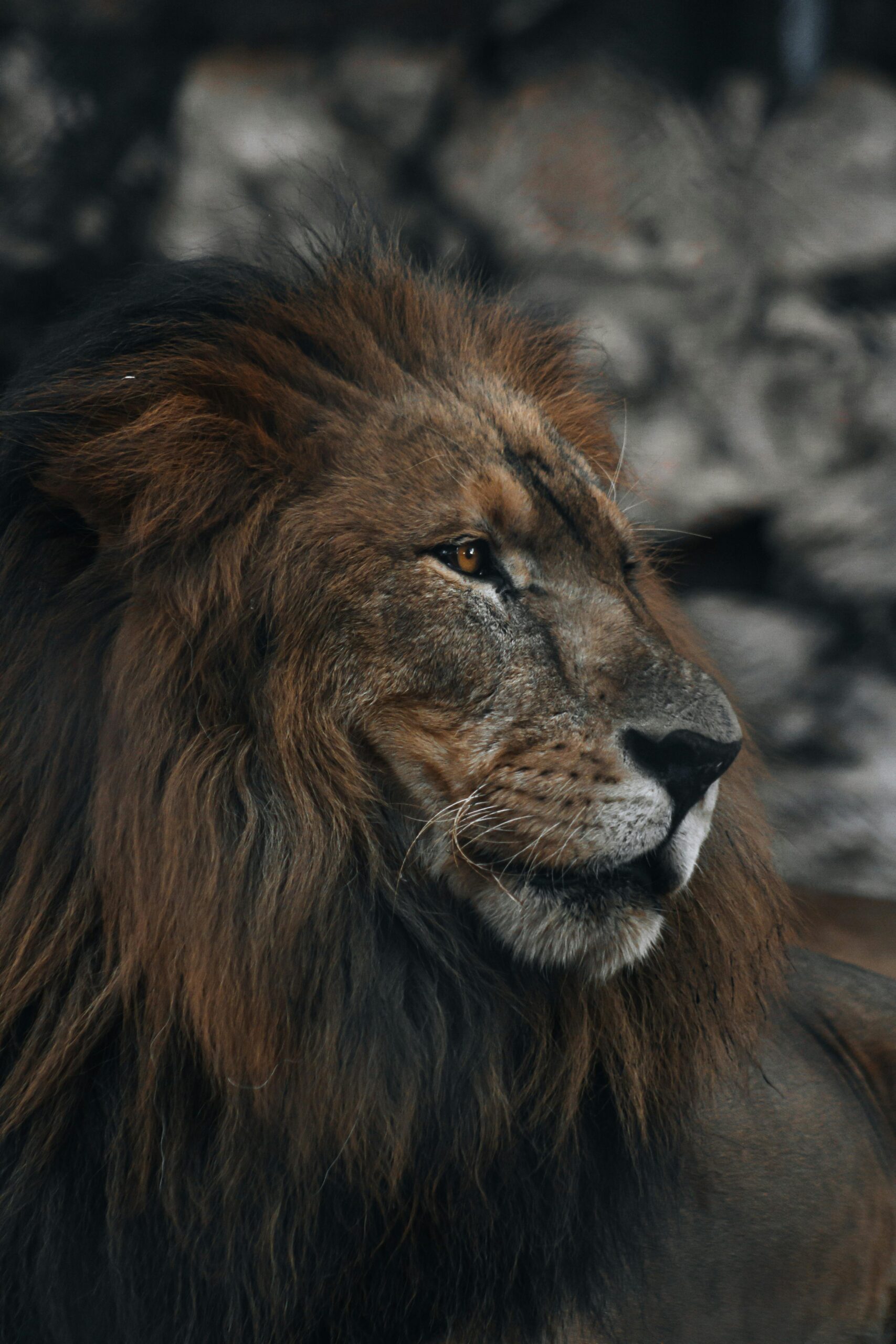 4K Wildlife Wallpapers - Desktop & Mobile Pack (15 Wallpapers) - Image 3